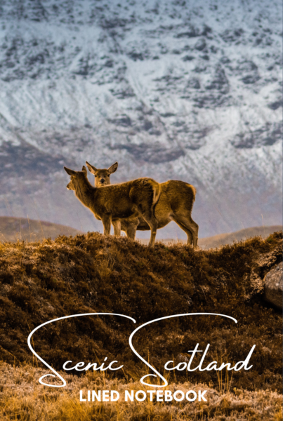 Scenic Scotland - Deer